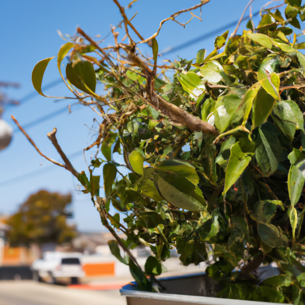 Tree Health Care in Redondo Beach