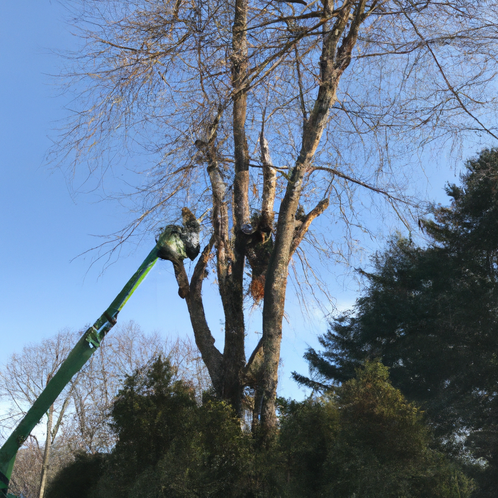 Tree Trimming in Westborough 01581