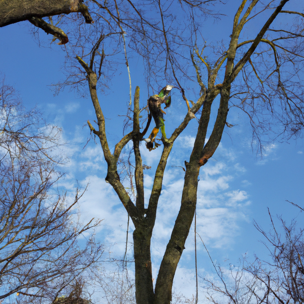 Professional tree trimming in Schenectady