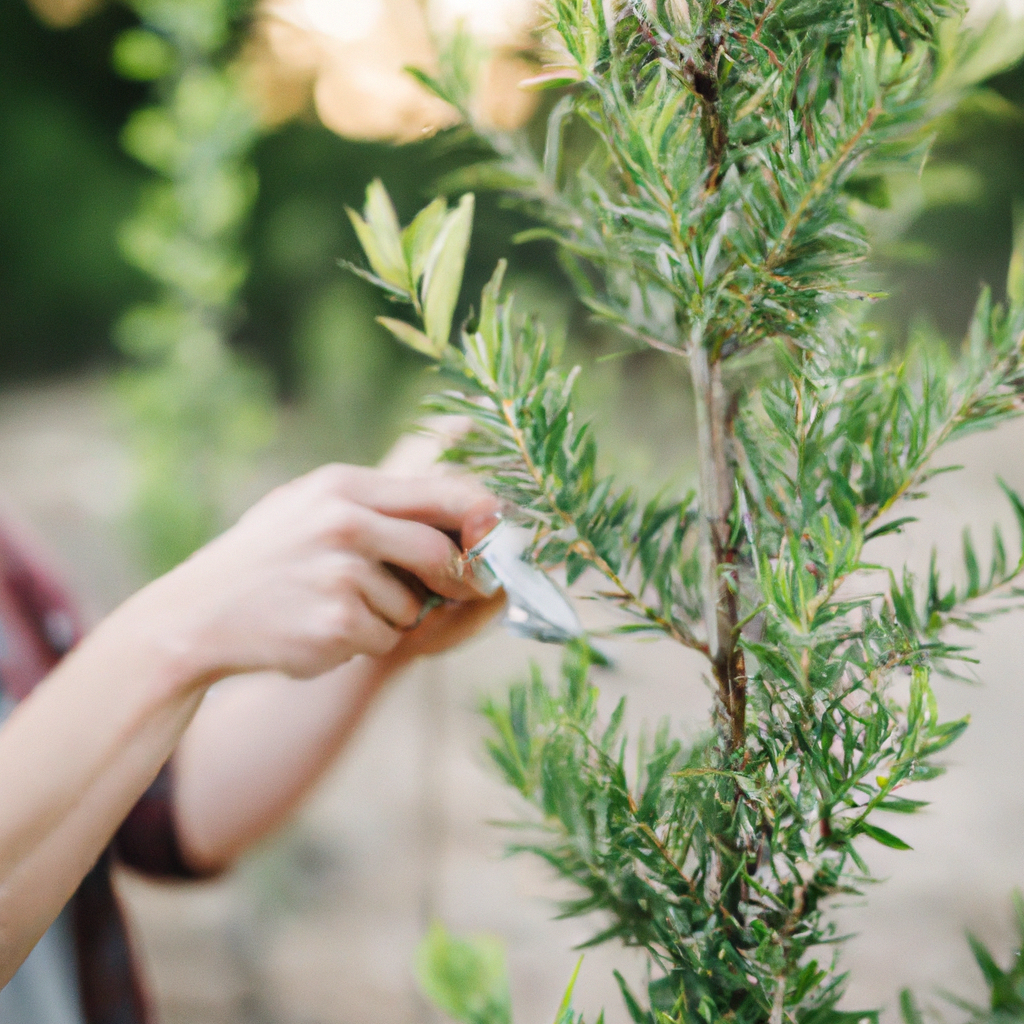 Tree Health Care in Loveland