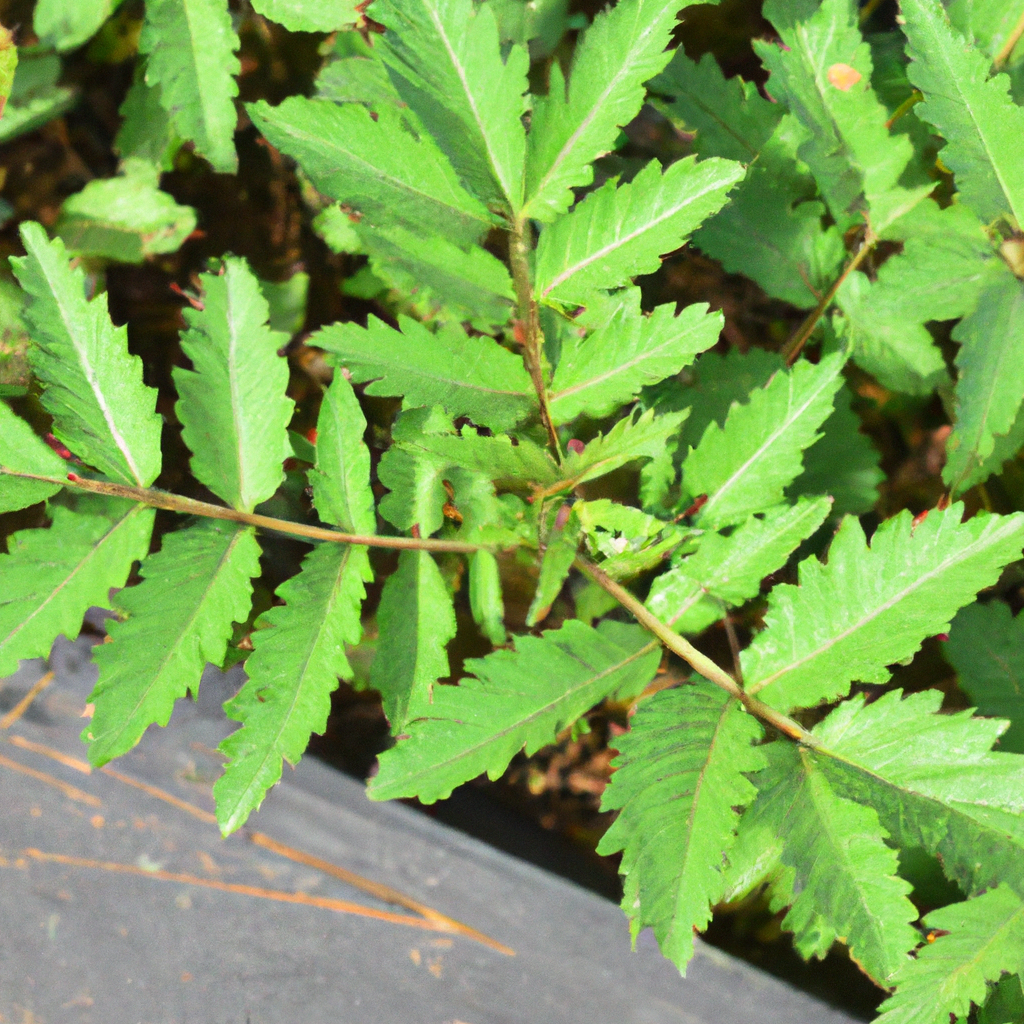Natural Weed Control
