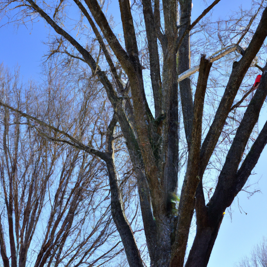 Tree Trimming in St. Joseph